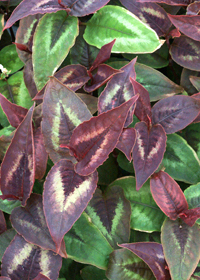 Persicaria 'Dragons Eye'